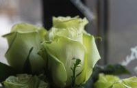 Une rose verte pour les gens atteints de cancer